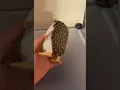Haha yes hedgehog youtooz unboxing and review