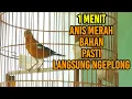 Download Lagu PANCINGAN ANIS MERAH BELAJAR NGEPLONG DAN SUARA NRATAK BIKIN GACOR