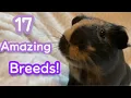 17 Guinea Pig Breeds