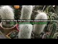 Care tips for the Old Man Cactus Cephalocereus Senilis - How to keep your cactus healthy