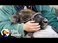 Baby Bison Follows Her Rescuer Everywhere The Dodo