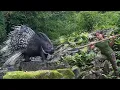 Lagu Wildlife tracks, wild porcupine spotting, skills, setting traps to catch them, wild survival alone
