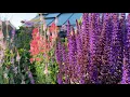 Download Lagu A Look Back at Our June Garden | Relaxing Garden Tour with Music | Perennial Garden