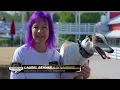 Incredible Dog Challenge: Dog Diving National Championship | NBC Sports