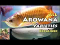 Lagu All Arowana Varieties Explained - Detailed walkthrough