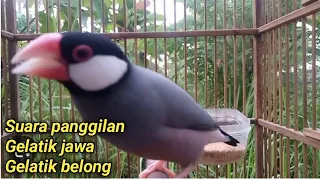 Download Suara burung gelatik jawa belong gacor untuk pancingan | Java sparrow bird sound call singing MP3