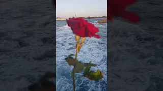 مدحت صالح  قربلي دندنها