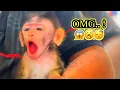 Download Lagu “Can’t Stop Yawning 😂 Baby Monkey Cici!”