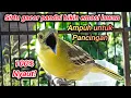 Download Lagu SIRTU GACOR PANDAI MENAIKAN EMOSI LAWAN - BIKIN SEMUA SIRTU/CIPOW CIPOH GACOR NYAUT