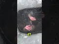 Download Lagu Piégé Sous La Glace 😱❄️