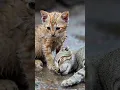 Download Lagu like \u0026 subscribe 😿#cat #animalintelligence #kitten #viralshorts #shorts #kucingsedih #cutecat
