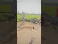 Dog race Maharashtra 09