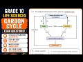 Grade 10 Carbon Cycle Exam Question Nutrient Cycles Life Science Grade 10 Exam