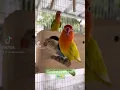 Download Lagu African Lovebirds (Agapornis): 🦜Opaline Birds❤Pássaro🦜Periquitos❤Oiseau🦜Tourtereau❤Vogel🦜Liebesvogel
