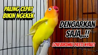 Download Suara Burung Lovebird Ngekek Fighter PALING CEPAT Bikin Labet Ngekek, Dengarkan SAJA Pasti NYAUT MP3