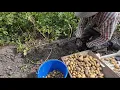 Download Lagu aardappel veredeling #273  oogsten van planten uit echt zaad met phytopthora aantasting.