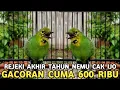 Lagu REJEKI GAK DISANGKA - SANGKA || NEMU CUCAK IJO GACOR DIJUAL 600 RIBU DI PASAR BURUNG PRAMUKA 