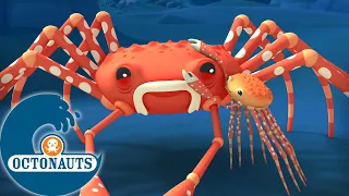 octonauts le crabe araign e g ant dessins anim s pour enfants