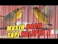 Download Lagu Bongkar‼️Rawatan Sogon ijoan cepat Ngleper-Mental Fighter