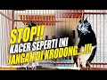 Download Lagu KACER GACOR JANGAN DI KRODONG?? | MERAWAT KACER - DR KACER