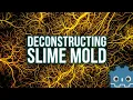 Interactive Slime Molds in a Godot Compute Shader open source