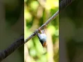 Download Lagu Mikat burung Kolibri dapat prenjak #birds #pemikat #burung