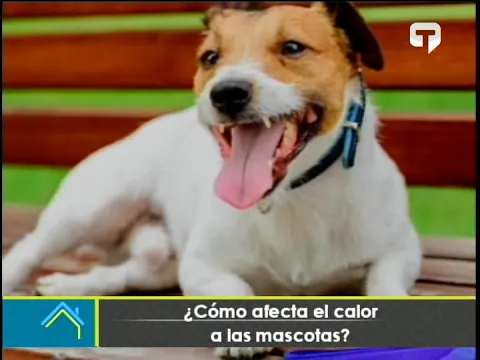 ¿Cómo afecta el calor a las mascotas?