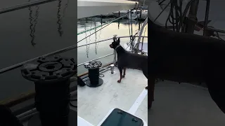 #fyp #dream #vlog #doberman #pets