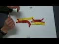 Lab 9 Meiosis - Bead demo