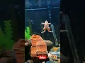 Download Lagu kodok hias || frog in aquarium #shorts #katak #kodok #frog #toad