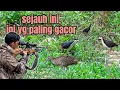 Sejauh ini, belum pernah se GACOR ini, sampai manjat pohon sawit ‼️
