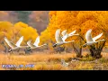 Lagu ТАКОЙ МУЗЫКИ ТЫ ЕЩЕ НЕ СЛЫШАЛ! СРОЧНО ИЩИТЕ НАУШНИКИ! ФАНТАСТИЧЕСКИ КРАСИВЫЕ И ЛУЧШИЕ ТРЕКИ ДЛЯ ДУШИ