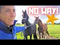 No way!! Rising Star⭐ really doesn’t want to come with me | Fillies Go Wild!  | Friesian Horses
