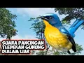 Download Lagu Suara tledekan Gunung dialam liar||Pancingan tledekan gunung dengan suara alam