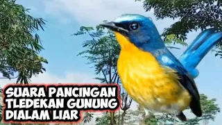 Download Suara tledekan Gunung dialam liar||Pancingan tledekan gunung dengan suara alam MP3