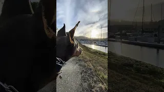 .. #fyp #dream #youtube #doberman #pets