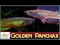 Download Lagu All About Golden Panchax: A Beautiful Relaxing Murderer for Your Aquarium