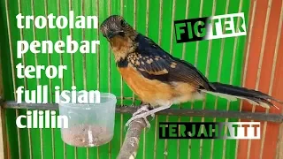 Download Trotolan Murai batu figter  full tembakan cililin.. MP3
