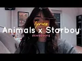 Download Lagu Animals x Starboy (lyrics) (slowed + reverb) ( tiktok remix )