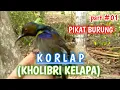 Lagu Pikat burung kolibri kelapa | korlap
