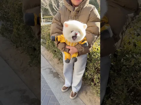 Funny Pomeranians πΆπ₯°π€£#pomeranians #funnyanimals #pets #dog #fyp