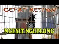 Lagu ANIS KEMBANG NGESIT NGEPLONG DAN SUARA AIR, TERAPI ANIS KEMBANG MACET