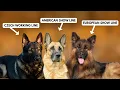5 Types of German Shepherds and How to Identify Them