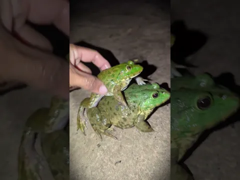 Frog Funny!!! Catch Frog Jump Sound Boing Boing Funny | Laugh HAHA Watching this Frog