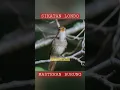 Download Lagu Masteran Burung Sikatan Londo || Sikatan Londo Gacor 💯% Ampuh ! #sikatanlondo #sikatanlondogacor