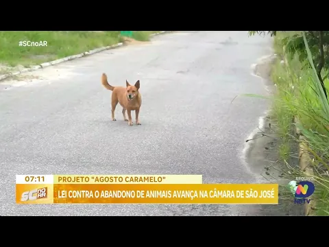 Projeto Agosto Caramelo: lei contra abandono de animais avança na câmara de São José