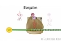 Eukaryotic Translation Protein Synthesis Animation