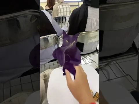 Cat clapping in class 👏😱