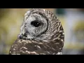 Owls can rotate their heads 270 degrees