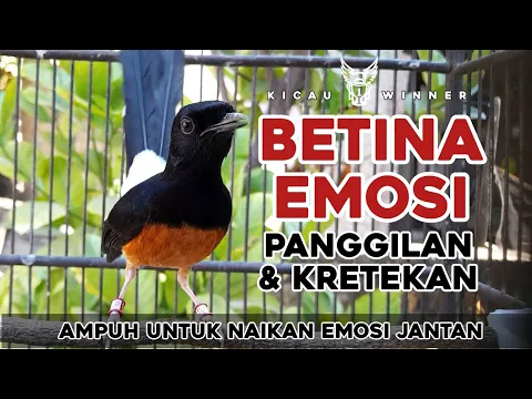 Download MP3 RAYUAN MAUT PEMBANGKIT EMOSI | PANCINGAN MURAI BATU JANTAN AGAR MAU BUKA PARUH